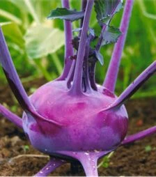 Насіння капусти кольрабі Віолета, п.о. 2,5 тис. насінин (Semo)