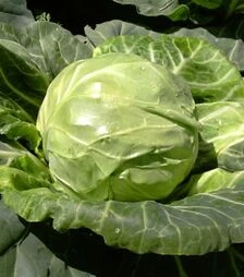 Насіння білоголової капусти Арета (INX 511) F1, п.о. 100 насінин (Innova Seeds)