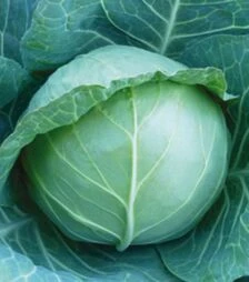 Насіння білоголової капусти KC 15 F1, п.о. 1 тис. насінин (Kitano Seeds)