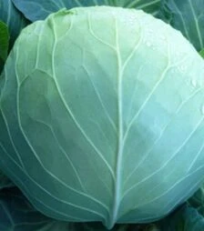 Насіння білоголової капусти KC 29 F1, п.о. 1 тис. насінин (Kitano Seeds)