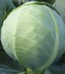 Насіння білоголової капусти KC 60 F1, п.о. 1 тис. насінин (Kitano Seeds)