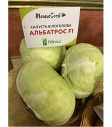 Насіння білоголової капусти Альбатрос F1, 1 кг (Moravo Seed)