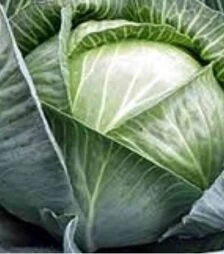 Насіння білоголової капусти Амагер, 100 г (Satimex)