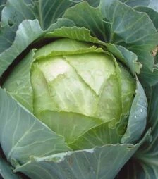 Насіння білоголової капусти Арос F1, п.о. 2,5 тис. насінин (Moravo Seed)