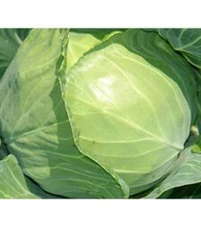 Насіння білоголової капусти Більбо F1, п.о. 2,5 тис. насінин (Nong Woo Bio)