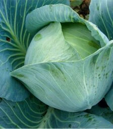 Насіння білоголової капусти Бірюза, 100 г (Satimex)