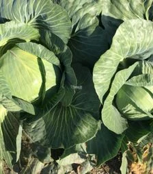 Насіння білоголової капусти Вісконті F1, п.о. 2,5 тис. насінин (Clause)