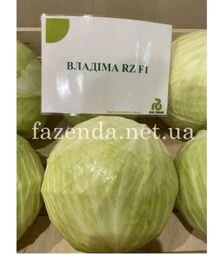 Насіння білоголової капусти Владимов F1 (30-741), п.о. 1 тис. насінин (Rijk Zwaan)