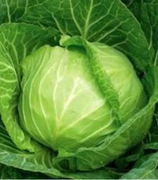 Насіння білоголової капусти Голден Бол F1, п.о. 2,5 тис. насінин (Nong Woo Bio)