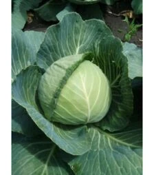 Насіння білоголової капусти Голт Golt, 100 г (Moravo Seed)