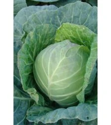 Насіння білоголової капусти Діта, 100 г (Moravo Seed)