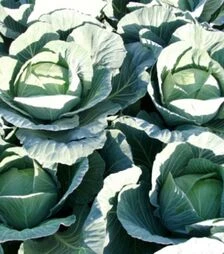 Насіння білоголової капусти Джинтама F1, п.о. 1 тис. насінин ( Rijk Zwaan )