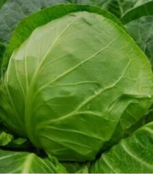 Насіння білоголової капусти Золотий Акр, 100 г (Satimex)