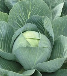 Насіння білоголової капусти Золтан F1, п.о. 10 тис. насінин, калібр. (Hazera)