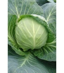Насіння білоголової капусти Калібру F1, п.о. 2,5 тис. насінин (Moravo Seed)