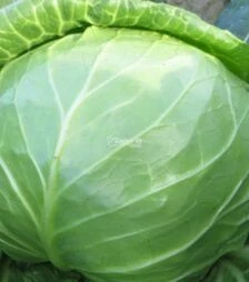 Насіння білоголової капусти Констебль F1, п.о. 2,5 тис. насінин (Clause)