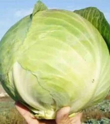 Насіння білоголової капусти Коронет F1, п.о. 1 тис. насінин (Sakata)