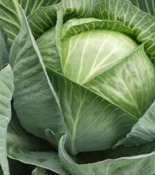 Насіння білоголової капусти Лангедейкер Децема, 500 г (Satimex)