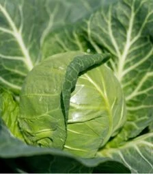 Насіння білоголової капусти Люсіма F1, п.о. 1 тис. насінин (Rijk Zwaan)