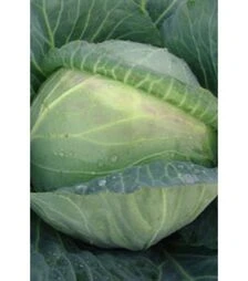 Насіння білоголової капусти Мідор F1, 1 кг (Moravo Seed)