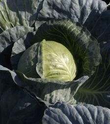 Насіння білоголової капусти Магіон F1, п.о. 10 тис. насінин (Moravo Seed)