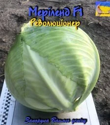 Насіння білоголової капусти Меріленд F1, п.о. 2,5 тис. насінин (Spark Seeds)