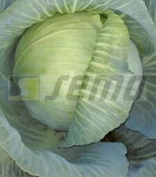 Насіння білоголової капусти Полар (Олімп), 200 г (Semo)