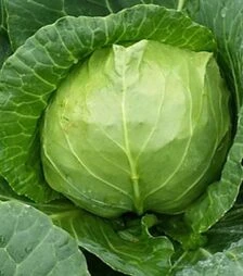 Насіння білоголової капусти Престару F1, п.о. 2,5 тис. насінин (Takii Seeds)