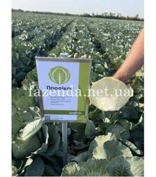 Насіння білоголової капусти Продікос F1, п.о. 2,5 тис. насінин (Syngenta)