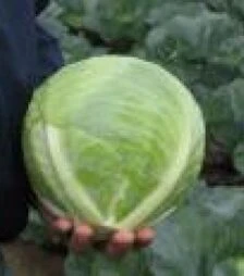 Насіння білоголової капусти Ріекшен F1, п.о. 2,5 тис. насінин (Bejo)