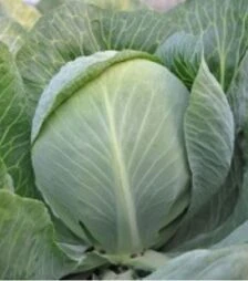 Насіння білоголової капусти Раменос F1, п.о. 10 тис. насінин (Hazera)