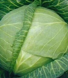 Насіння білоголової капусти Ринда F1, п.о. 2,5 тис. насінин (Seminis)