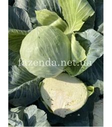 Насіння білоголової капусти Саксесор F1, п.о. 25 насінин (Syngenta)