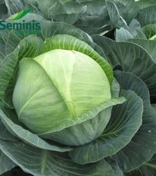 Насіння білоголової капусти СВ 3404, п.о. 2,5 тис. насінин (Seminis)