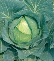 Насіння білоголової капусти Суприм Квін F1, п.о. 2,5 тис. насінин (Nong Woo Bio)