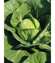 Насіння білоголової капусти Таліс F1, п.о. 2,5 тис. насінин (Bejo)