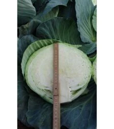 Насіння білоголової капусти Таргет F1, 25 г (Moravo Seed)