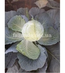 Насіння білоголової капусти Тореадор F1, п.о. 2,5 тис. насінин (Syngenta)