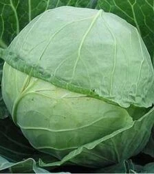 Насіння білоголової капусти Тюркис, 100 г (Satimex)