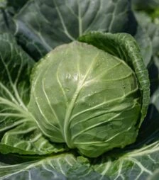 Насіння білоголової капусти Феліссіма F1, п.о. 1 тис. насінин (Rijk Zwaan)