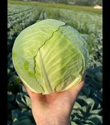 Насіння білоголової капусти Ханна F1, п.о. 2,5 тис. насінин (Yuksel)