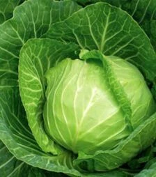 Насіння білоголової капусти Хом Ран F1, п.о. 2,5 тис. насінин (Joeun Seeds)