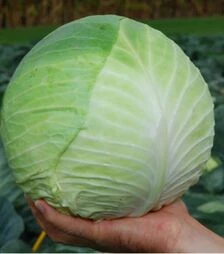 Насіння білоголової капусти Центуріон F1, п.о. 25 насінин (Clause)