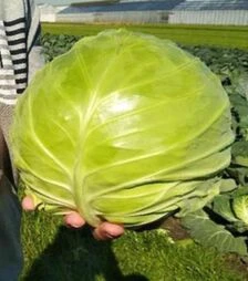 Насіння білоголової капусти Чита F1, п.о. 2,5 тис. насінин (Takii Seeds)