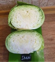 Насіння білоголової капусти Шані F1, п.о. 1 тис. насінин (Sakata)