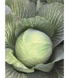 Насіння білоголової капусти Аксель F1, п.о. 2,5 тис. насінин (Bejo)