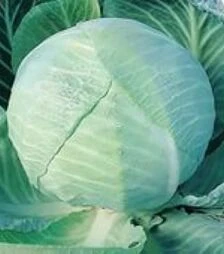 Насіння білоголової капусти Амагер, 5 г (Насіння України)