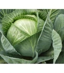 Насіння білоголової капусти Гілея Преміум F1, п.о. 1 тис. насінин (Nasko)