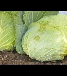 Насіння білоголової капусти Джеді Грін F1, п.о. 2,5 тис. насінин (Libra Seeds)