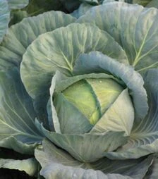 Насіння білоголової капусти Кататор F1, п.о. 500 насінин (Syngenta)